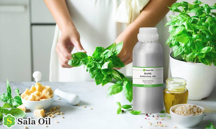 Tinh dầu húng quế giá sỉ cách dùng tinh dầu húng quế