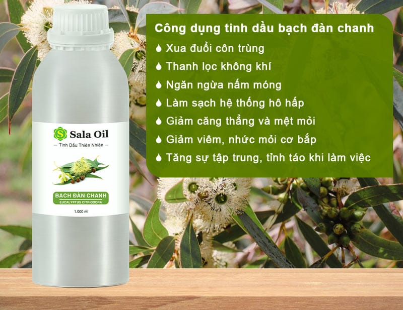 Tinh dầu bạch đàn chanh giá sỉ công dụng tinh dầu bạch đàn chanh