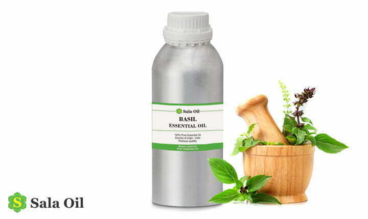 Tinh dầu húng quế giá sỉ tác dụng tinh dầu húng quế