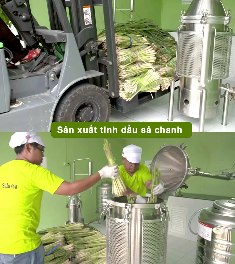 Tinh dầu sả chanh giá sỉ nhập khẩu Ấn Độ sản xuất tinh dầu sả chanh
