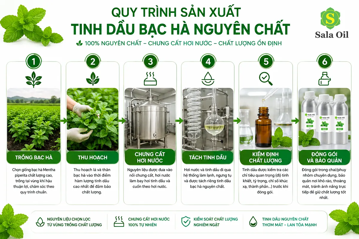 Quy trình sản xuất tinh dầu bạc hà