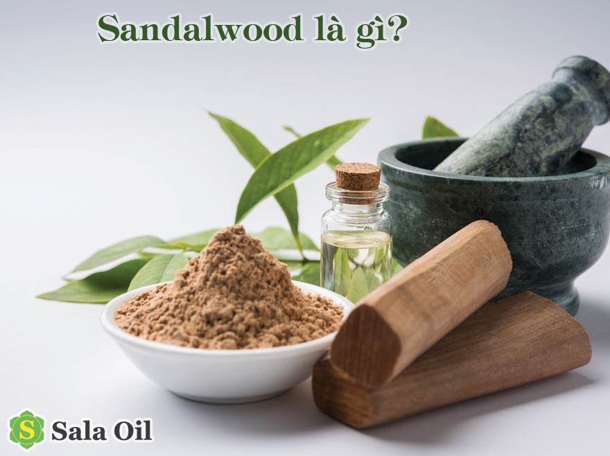 sandalwood là cây gì