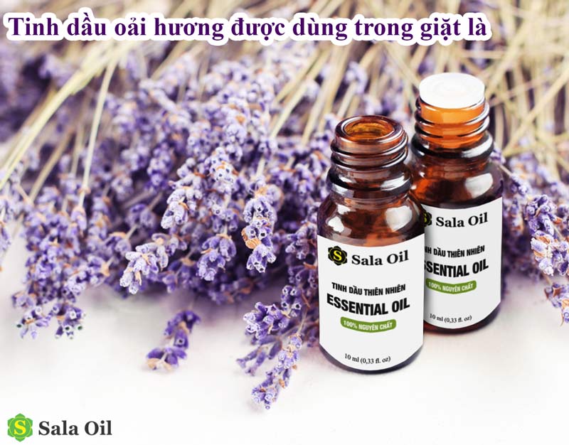 Top 5 tinh dầu giặt là được nhiều người yêu thích tinh dầu oải hương giặt là