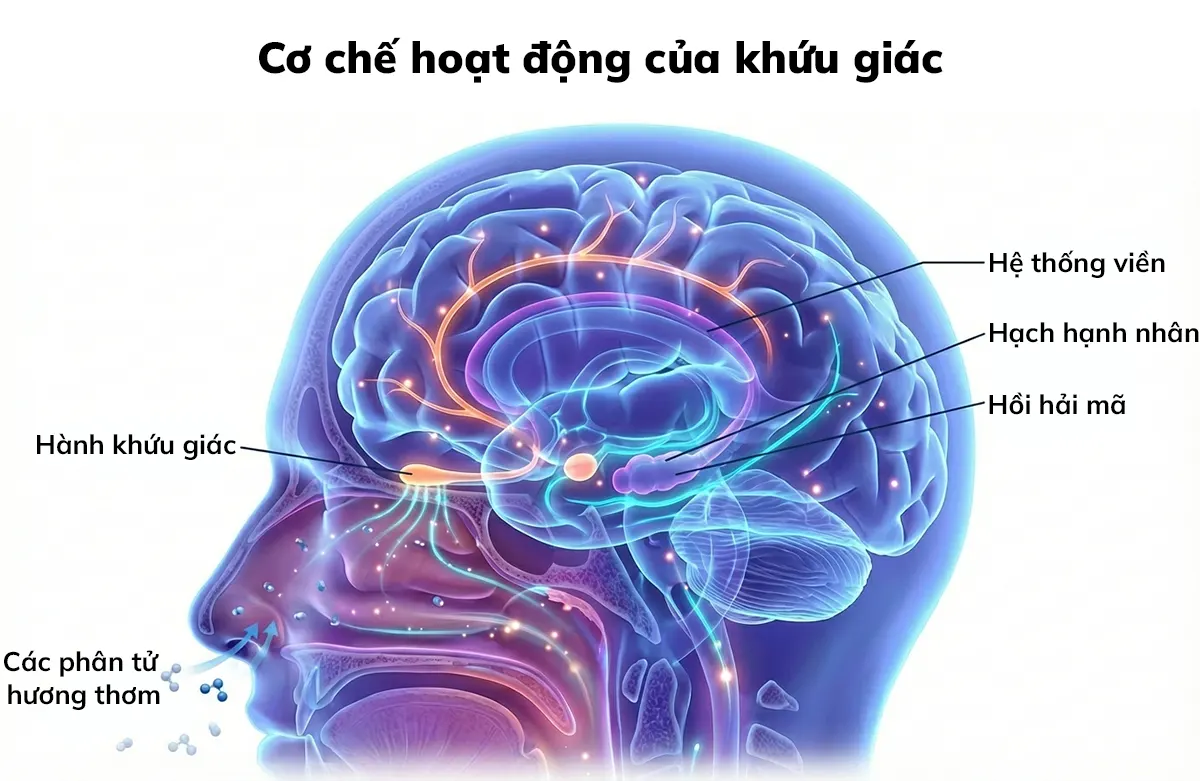 Scent Marketing là gì? Giải pháp tăng doanh thu vượt trội cho doanh nghiệp cơ chế hoạt động của khứu giác